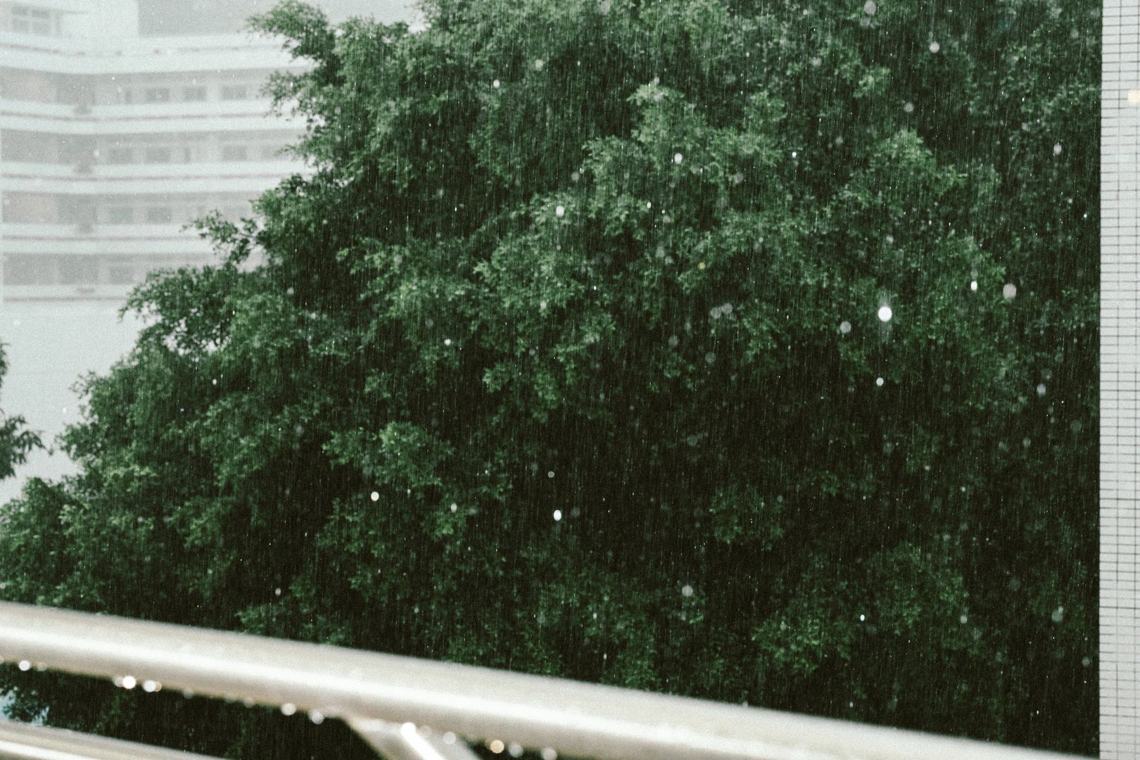 Trees in rain